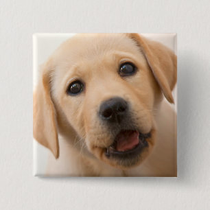 Goldener Labrador-Welpe Button