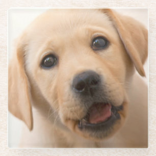 Goldener Labrador-Welpe Glasuntersetzer