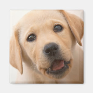 Goldener Labrador-Welpe Magnet