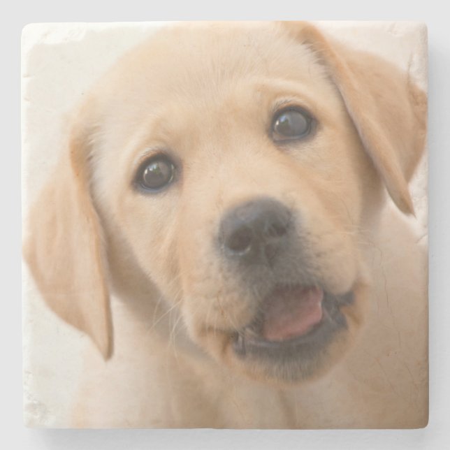 Goldener Labrador-Welpe Steinuntersetzer (Vorderseite)