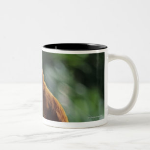 Goldener Löwe Tamarin (Leontopithecus rosalia) Zweifarbige Tasse
