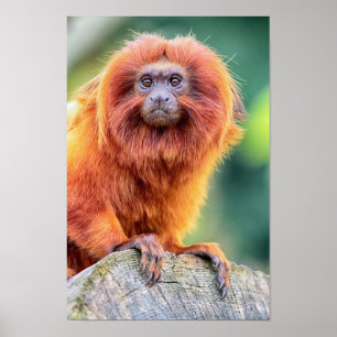 Goldener LöweTamarin hockte auf nahem hohem des Poster