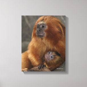 Goldener LöweTamarin mit Baby Leinwanddruck