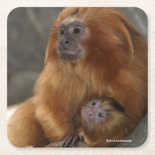 Goldener LöweTamarin mit Baby Rechteckiger Pappuntersetzer