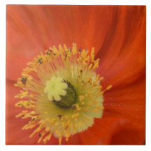 Goldener Mohn - Lebendiger Botanischer Nahaufnahme
