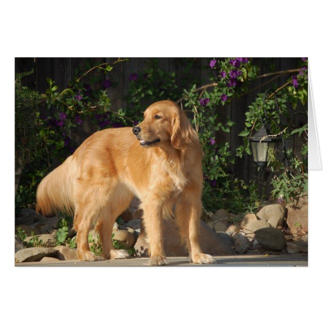 Goldener Moment (Vorderseite (Horizontal))