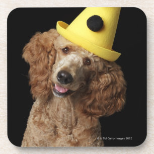 Goldener Pudel-Hund, der einen gelben Clownhut Getränkeuntersetzer