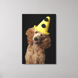 Goldener Pudel-Hund, der einen gelben Clownhut Leinwanddruck