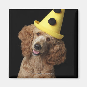 Goldener Pudel-Hund, der einen gelben Clownhut Magnet