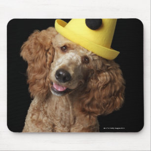 Goldener Pudel-Hund, der einen gelben Clownhut Mousepad