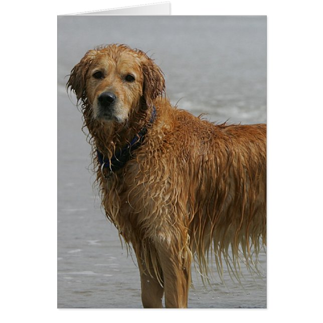 Goldener Retreiver im Meer (Vorne)