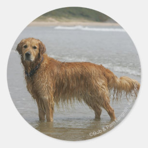 Goldener Retreiver im Meer Runder Aufkleber