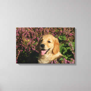 Goldener Retreiver Welpe Leinwanddruck