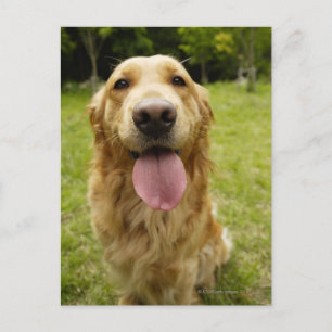 Goldener Retriever 4 Postkarte