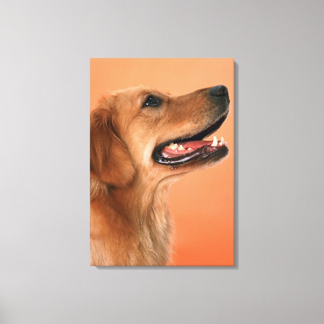 Goldener Retriever 5 Leinwanddruck (Vorderseite)