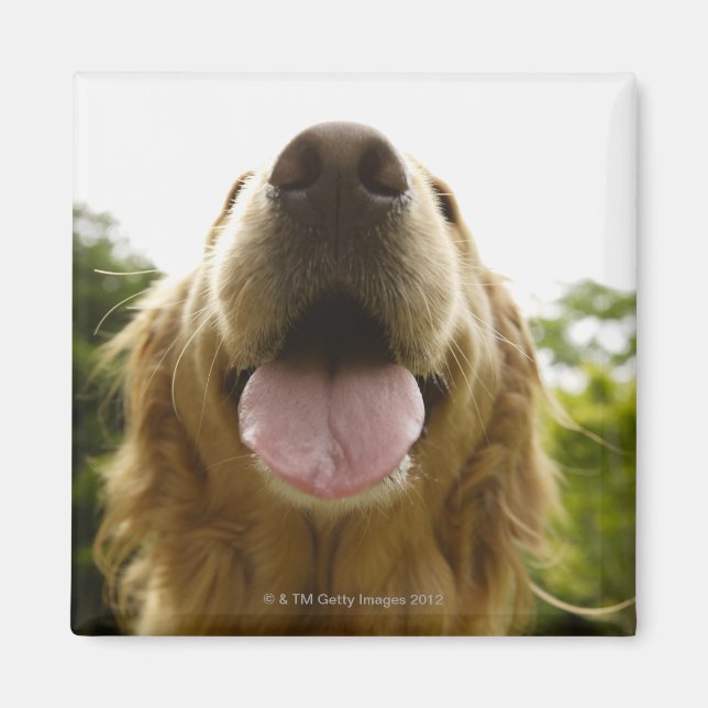 Goldener Retriever 5 Magnet (Vorne)
