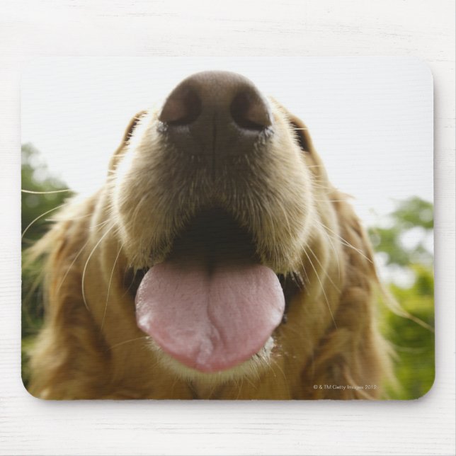 Goldener Retriever 5 Mousepad (Vorne)