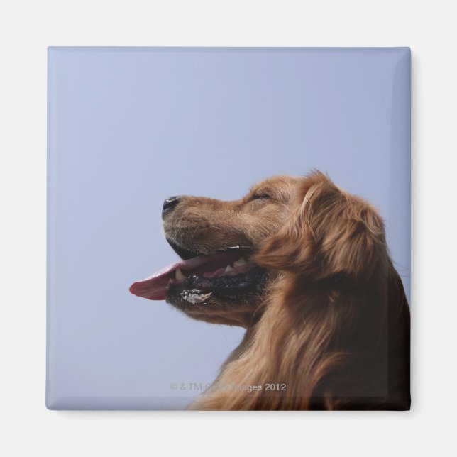 Goldener Retriever 6 Magnet (Vorne)