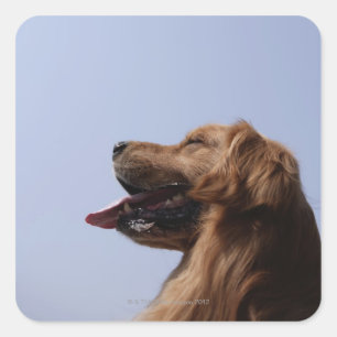 Goldener Retriever 6 Quadratischer Aufkleber