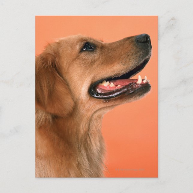 Goldener Retriever 7 Postkarte (Vorderseite)