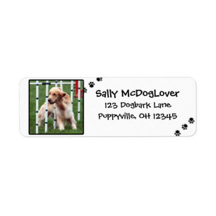 Goldener Retriever-Agility