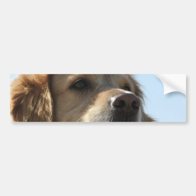 Goldener Retriever-Autoaufkleber Autoaufkleber (Vorne)