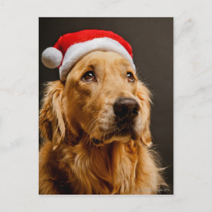 Goldener Retriever für seine Weihnachten