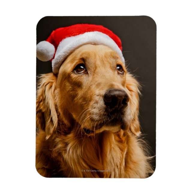 Goldener Retriever für seine Weihnachten Magnet (Vertikal)