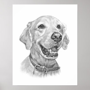 Goldener Retriever-Haustier-Porträt-Zeichnen Poster