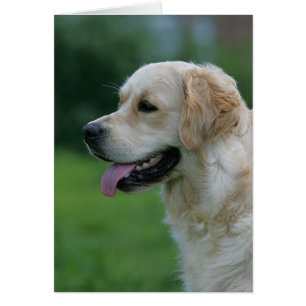 Goldener Retriever Headshot 2 2