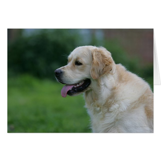 Goldener Retriever Headshot 2 2 (Vorderseite (Horizontal))