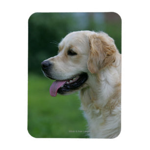 Goldener Retriever Headshot 2 2 Magnet