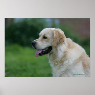 Goldener Retriever Headshot 2 2 Poster