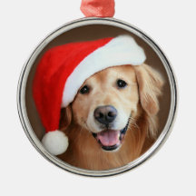 Goldener Retriever-Hund mit roter