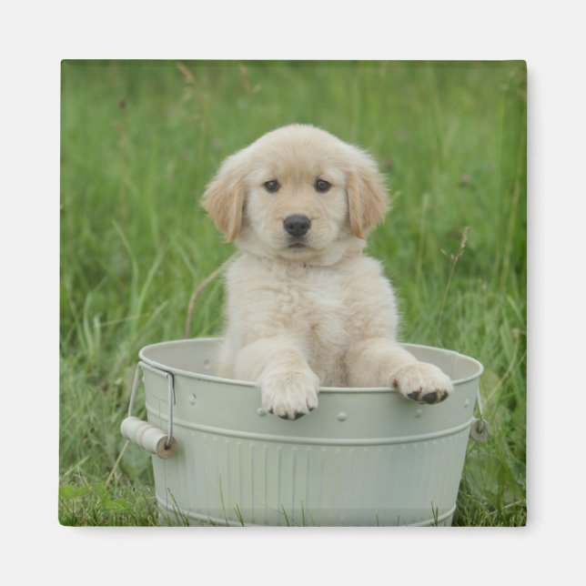 Goldener Retriever im Waschbecken Magnet (Vorne)