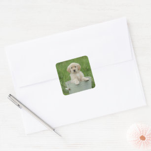 Goldener Retriever im Waschbecken Quadratischer Aufkleber