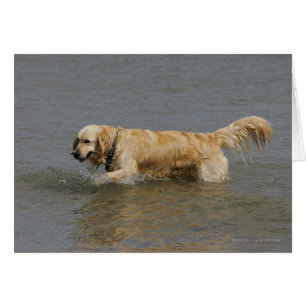 Goldener Retriever im Wasser