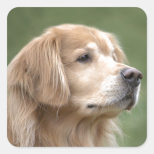 Goldener Retriever in der Nähe Quadratischer Aufkleber
