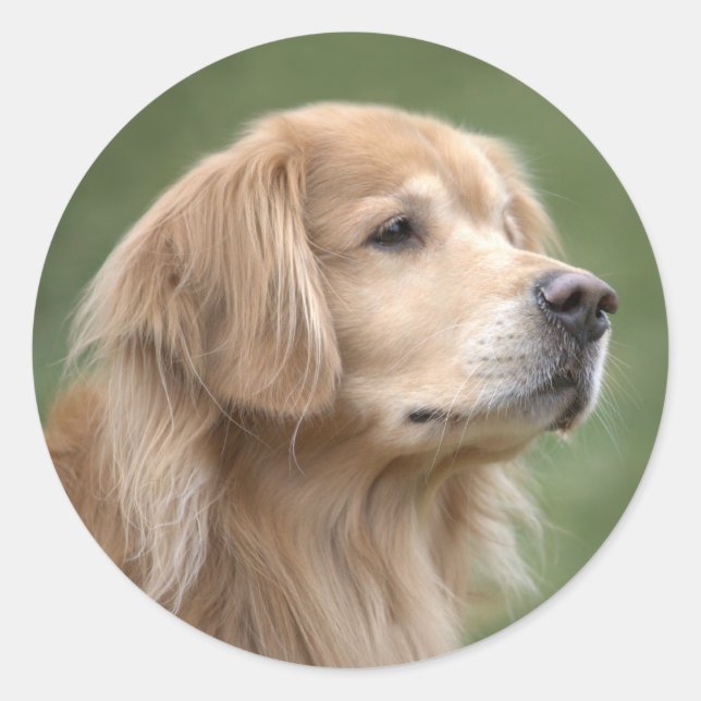 Goldener Retriever in der Nähe Runder Aufkleber (Vorderseite)