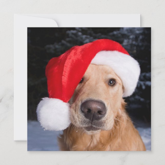 Goldener Retriever in der Weihnachtsmannmütze Feiertagskarte (Vorderseite)