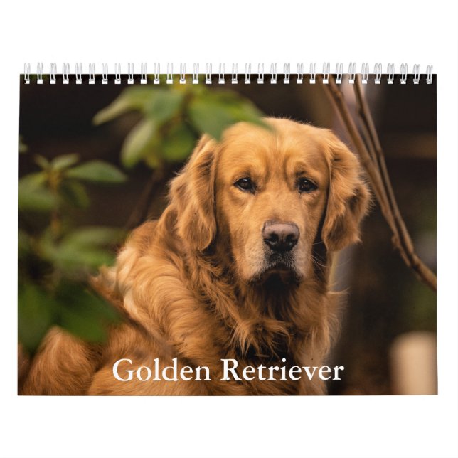 Goldener Retriever Kalender (Titelbild)