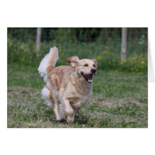 Goldener Retriever läuft 1