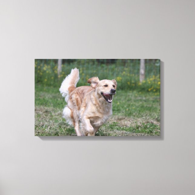 Goldener Retriever läuft 1 Leinwanddruck (Vorderseite)