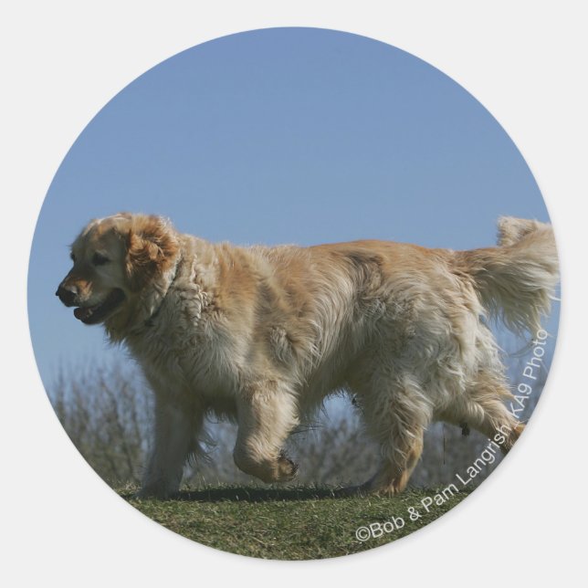 Goldener Retriever läuft 3 Runder Aufkleber (Vorderseite)