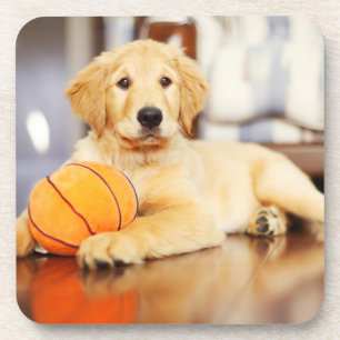 Goldener Retriever mit Basketballspielzeug Getränkeuntersetzer