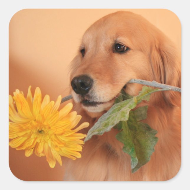 Goldener Retriever mit Blume-Aufklebern Quadratischer Aufkleber (Vorderseite)