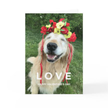 Goldener Retriever mit Blume Krone Valentinstag