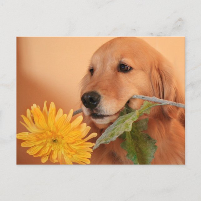 Goldener Retriever mit Blume Postkarte (Vorderseite)