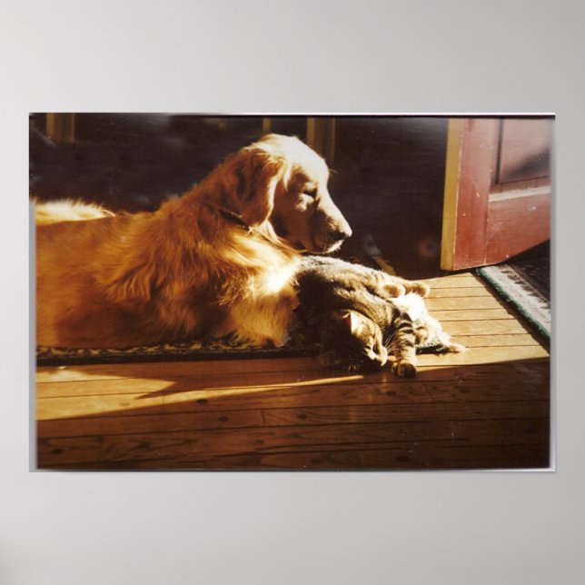 Goldener Retriever mit Katzenposter Poster (Vorne)