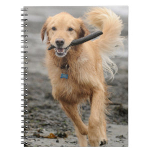 Goldener Retriever mit Mundkiefer Notizblock